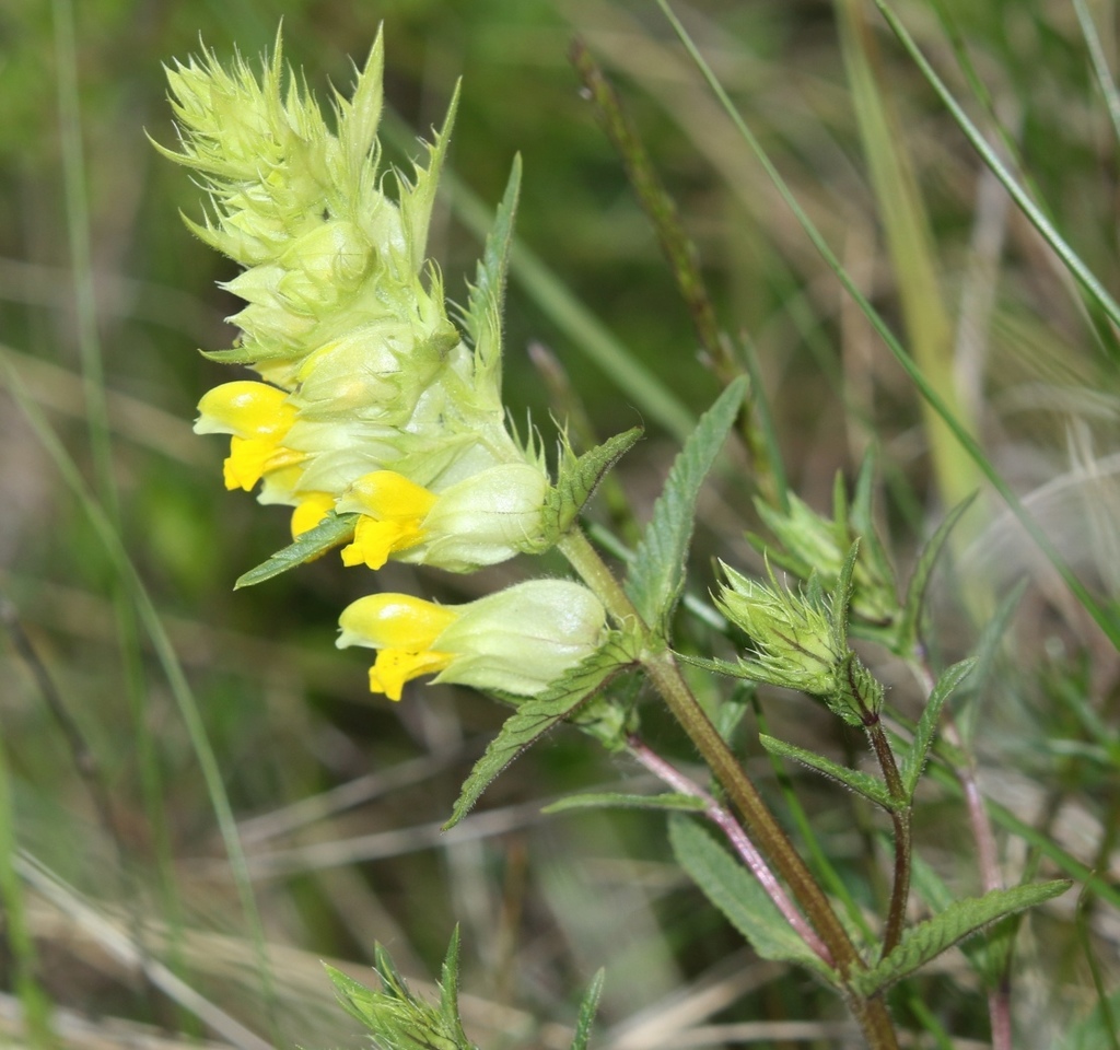 Rhinanthus pampaninii