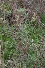 Berkheya bipinnatifida