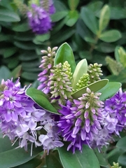Veronica speciosa