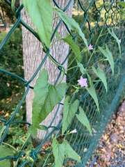 Convolvulus farinosus