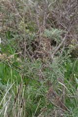 Berkheya bipinnatifida