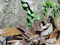 Oreocryptophis porphyraceus