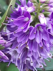 Veronica speciosa