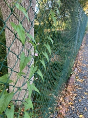 Convolvulus farinosus
