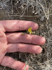 Phacelia lutea