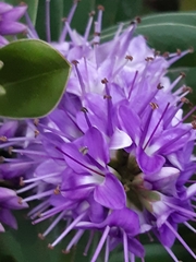 Veronica speciosa