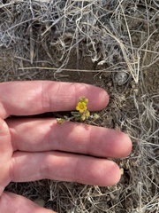 Phacelia lutea