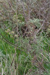 Berkheya bipinnatifida