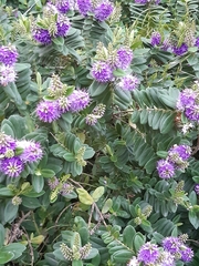 Veronica speciosa