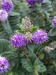 Veronica speciosa