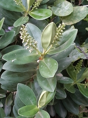 Veronica speciosa