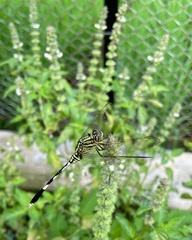 Orthetrum sabina