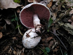 Agaricus