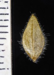 Lepidagathis fasciculata