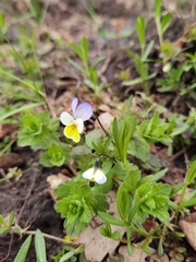 Viola × contempta