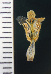 Lepidagathis fasciculata