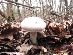 Agaricus