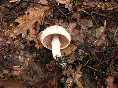 Agaricus