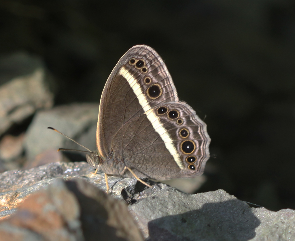 White-line Bushbrown