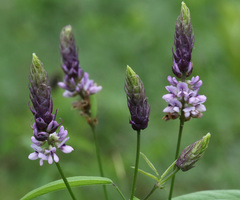 Orbexilum psoralioides