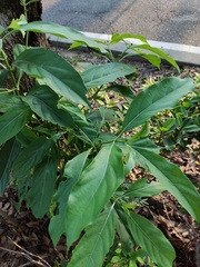 Morinda citrifolia
