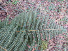 Polystichum speciosissimum