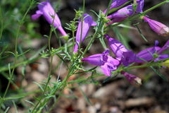Penstemon heterophyllus australis