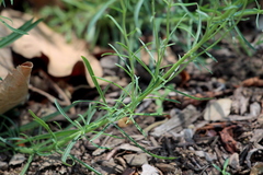 Penstemon heterophyllus australis