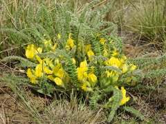 Astragalus buchtormensis