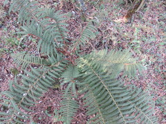 Polystichum speciosissimum