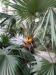 Chamaerops humilis
