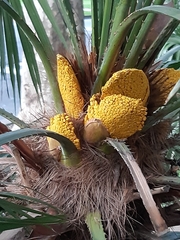 Chamaerops humilis