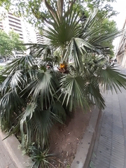 Chamaerops humilis