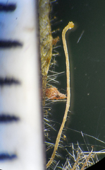 Lepidagathis fasciculata