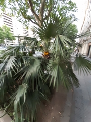 Chamaerops humilis