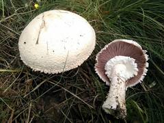 Agaricus urinascens