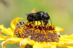 Osmia montana quadriceps