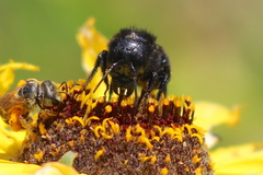 Osmia montana quadriceps
