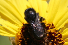 Osmia montana quadriceps