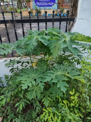 Carica papaya