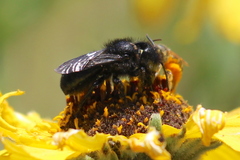 Osmia montana quadriceps