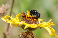 Osmia montana quadriceps