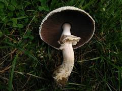 Agaricus urinascens