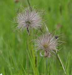 Pulsatilla montana