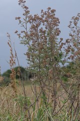 Berkheya bipinnatifida