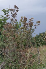 Berkheya bipinnatifida