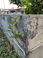 Ficus microcarpa