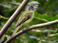 Leptopogon superciliaris