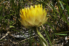 Helichrysum aureum
