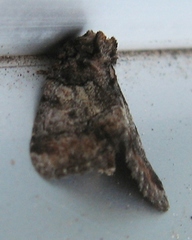 Chytonix sensilis